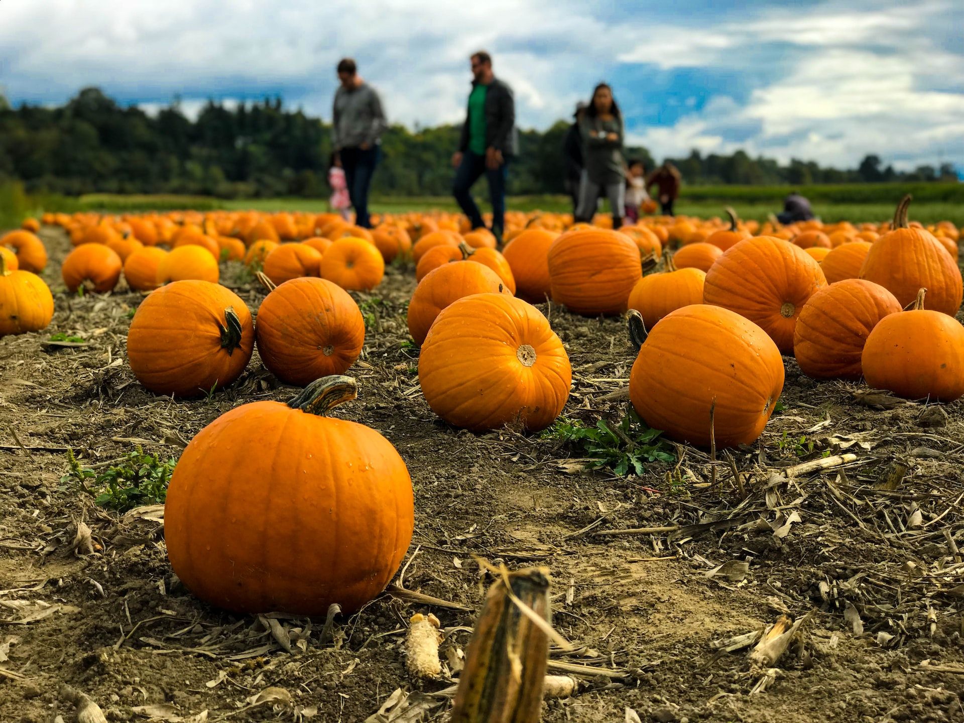 Un champ de citrouilles, parfais pour choisir une belle citrouille à sculpter