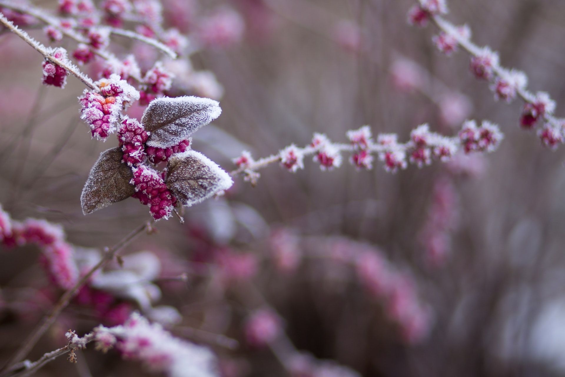 Quoi planter en hiver dans le jardin ?